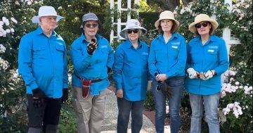 For the first time in 20 years, Canberra's rose gardens need extra help