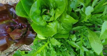 Tips for gardening during a hot, dry summer