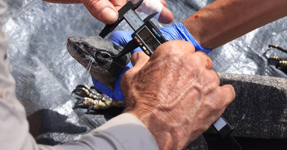 Better monitor monitoring on the way after one of the ACT’s rarest reptiles goes missing (again) | Region Canberra Better monitor monitoring on the way after one of the ACT’s rarest reptiles goes missing (again) | Region Canberra