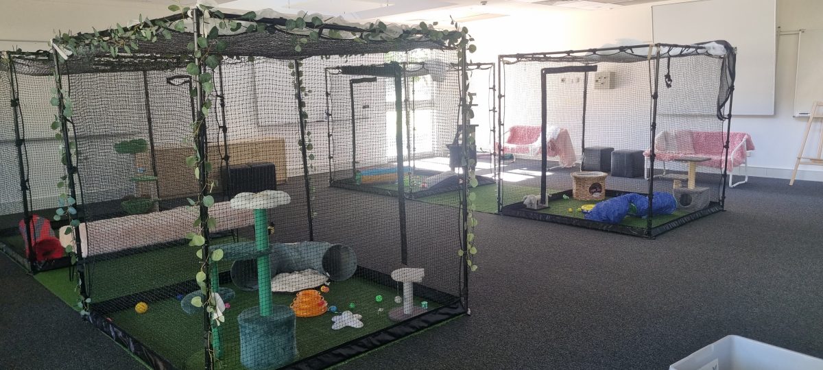 Several large cages with cat equipment and toys inside them