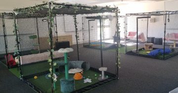 'Dream come true' as volunteers help Canberra's cats in need settle in to new home