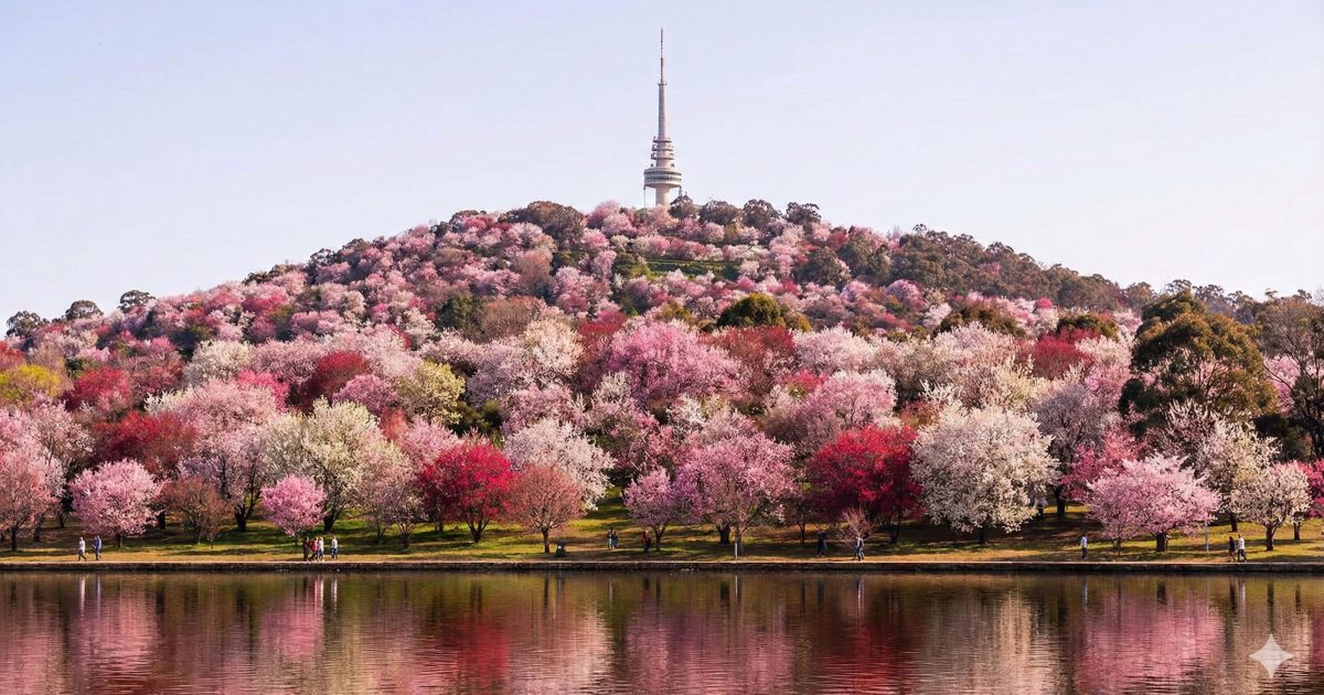 The dream to ‘paint’ Canberra’s hills that never quite bloomed