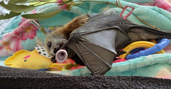 Flying foxes are known for their 'unpaid ecological work'. Here's how we can make their jobs easier