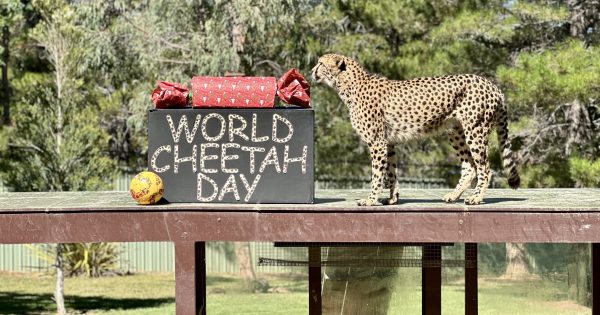 Wearing men's cologne? The National Zoo's cheetahs will be very interested