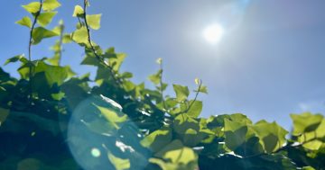 Canberra shivers through coldest start to summer on record - but hotter days (and nights) are on the way