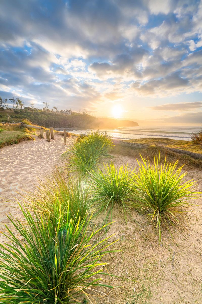 Bush vegetation emerging from the sand at the entrance to McKenzies Beach, pictured at sunrise.