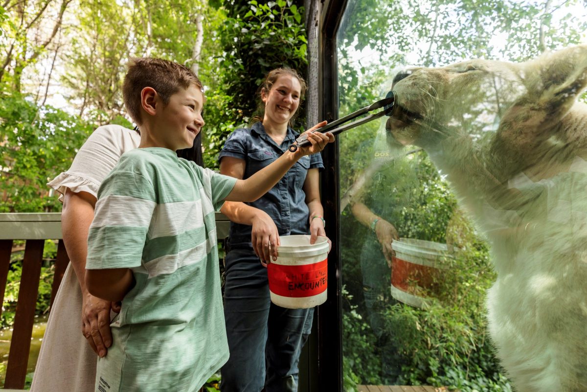 boy feeding white lion with tongs