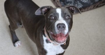 Sentence not enough in distressing animal cruelty case, says RSPCA ACT