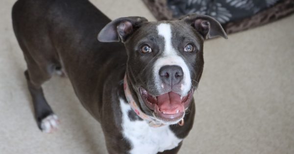 Sentence not enough in distressing animal cruelty case, says RSPCA ACT