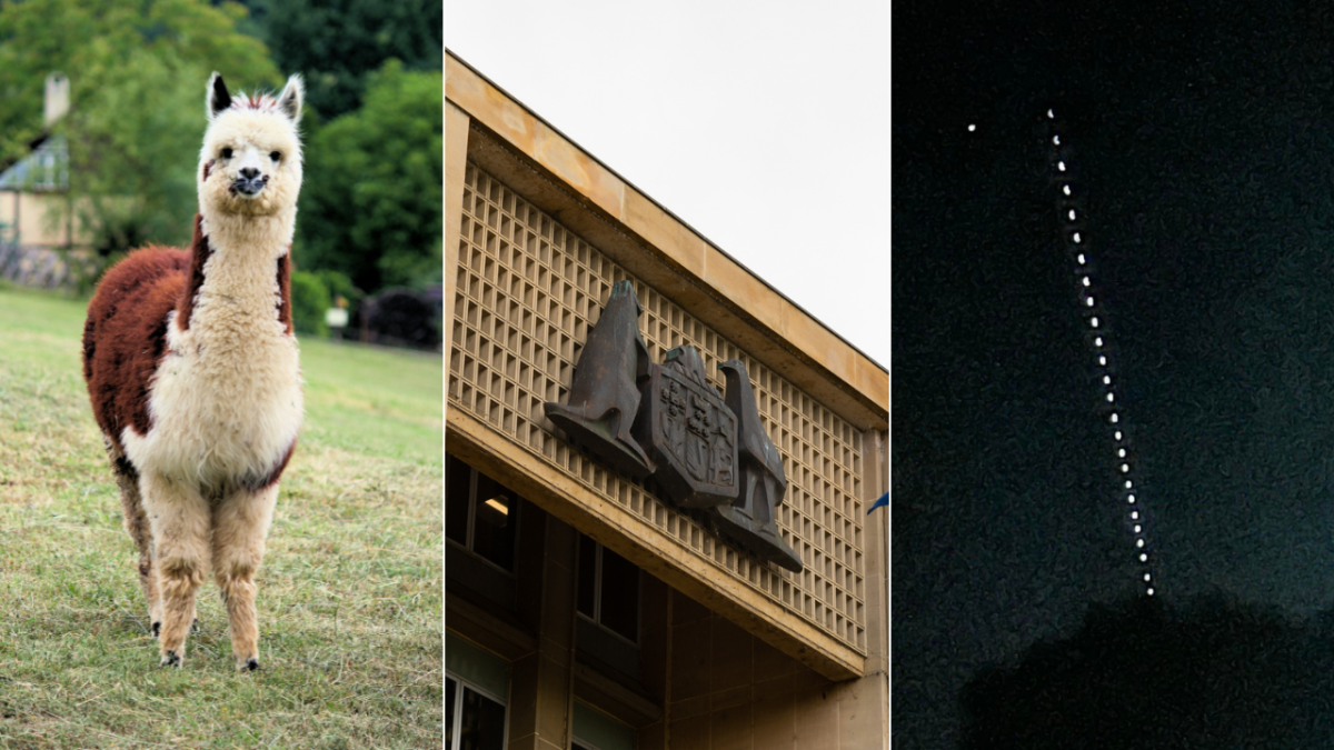 animal, APS building, lights in the sky