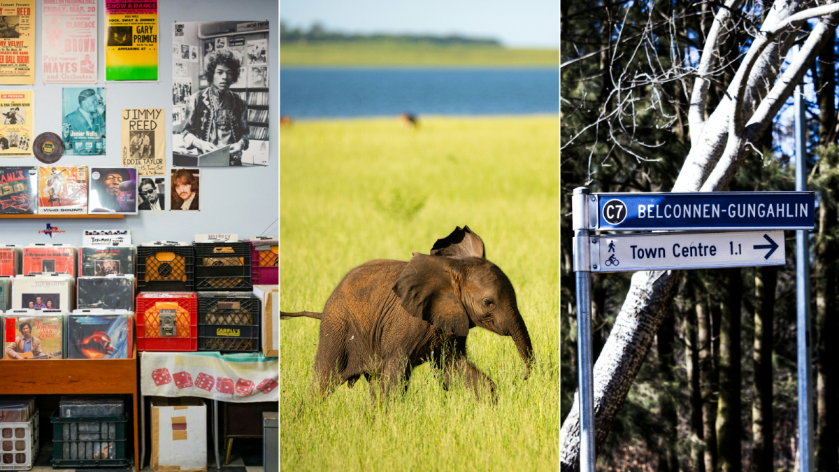 records, baby elephant, street signs