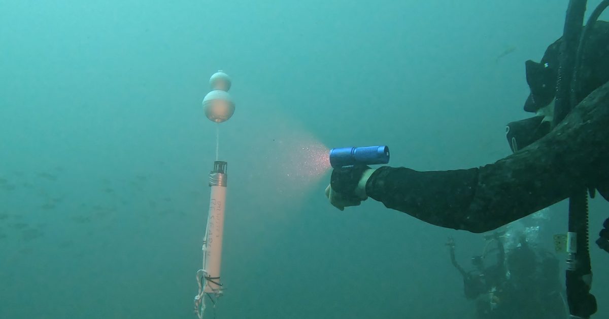 How underwater microphones are revealing a changing whale migration | Region Canberra How underwater microphones are revealing a changing whale migration | Region Canberra