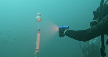 How underwater microphones are revealing a changing whale migration