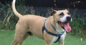 Pets of the Week: Gus and Paris