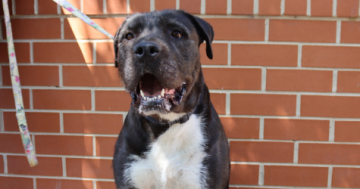 Pets of the Week: Koko, Teddy and Billy