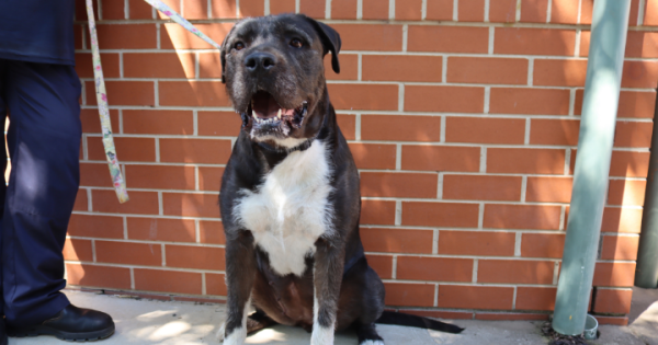 Pets of the Week: Koko, Teddy and Billy