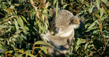 Rare Googong koala sighting raises hopes of local population