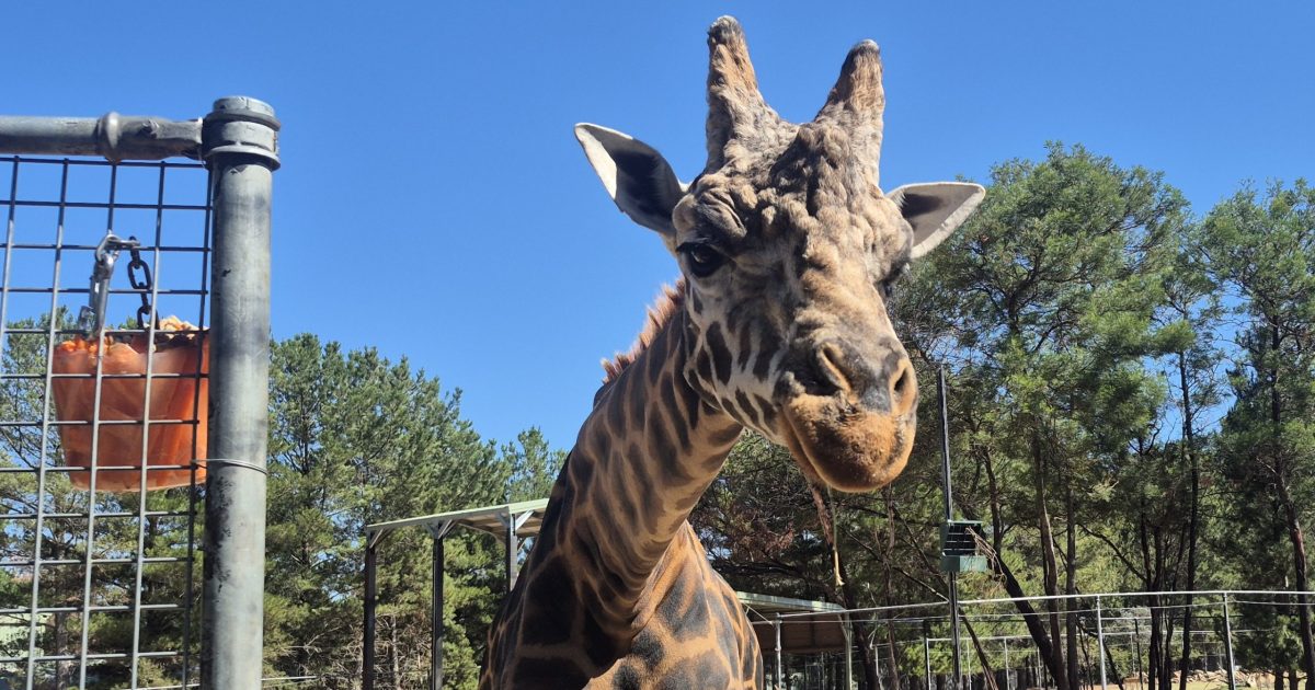 Mud baths, frozen veggies and bloodsicles, oh my! Heatwaves mean all hands on deck at the zoo | Region Canberra Mud baths, frozen veggies and bloodsicles, oh my! Heatwaves mean all hands on deck at the zoo | Region Canberra