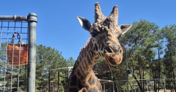 Mud baths, frozen veggies and bloodsicles, oh my! Heatwaves mean all hands on deck at the zoo