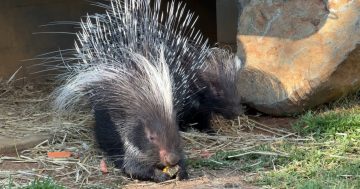 Canberra's first Cape porcupine just got a boyfriend — and it's love at first sight