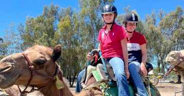 Free camel rides, overloaded fries, fierce female athletes: the 99th Royal Canberra Show will have it all