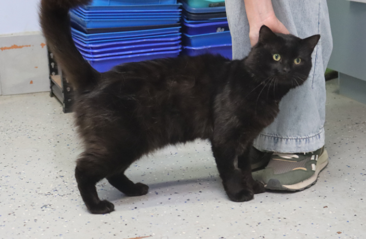black cat standing up next to a person's leg with a hand scratching behind its ears