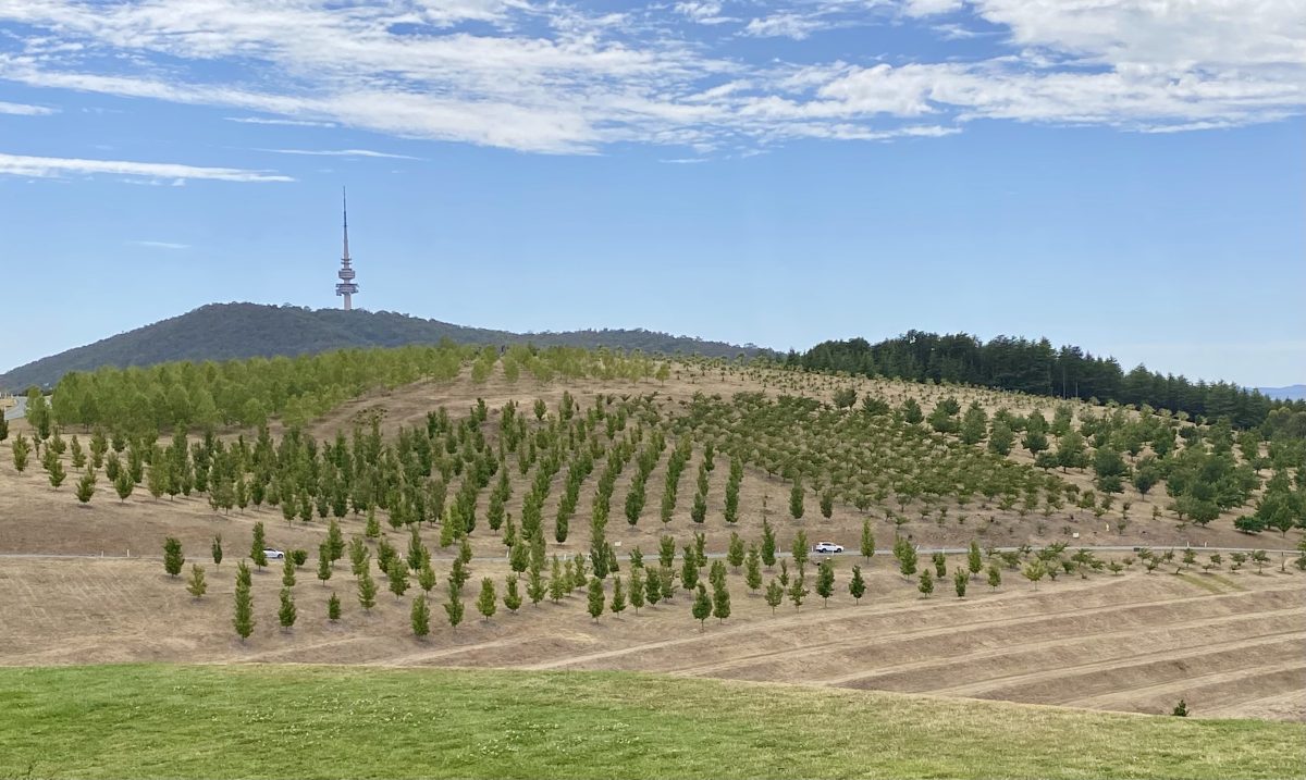 Telstra Tower as seen from the National Arboretum