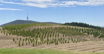 Adaptable way forward or 'vague discussion paper'? Consultation opens on ACT climate change strategy