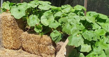 Water-efficient planting gets your garden through hot, dry summer