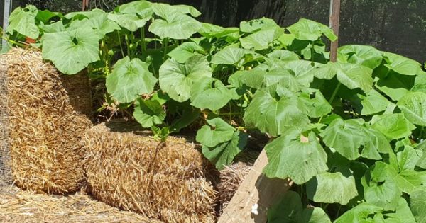 Water-efficient planting gets your garden through hot, dry summer