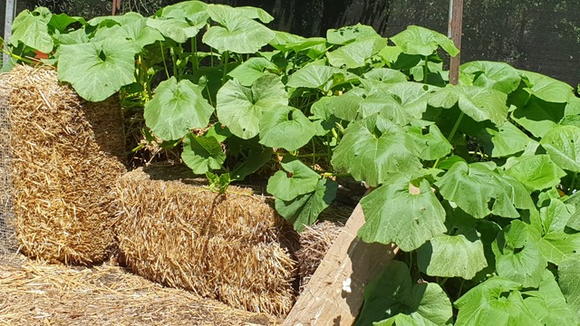 pumpkin in compost