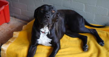 Pets of the Week: Roxy and Grover