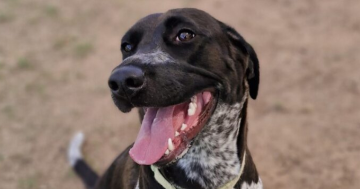 RSPCA ACT's Pets of the Week: Sunny and Ciabatta