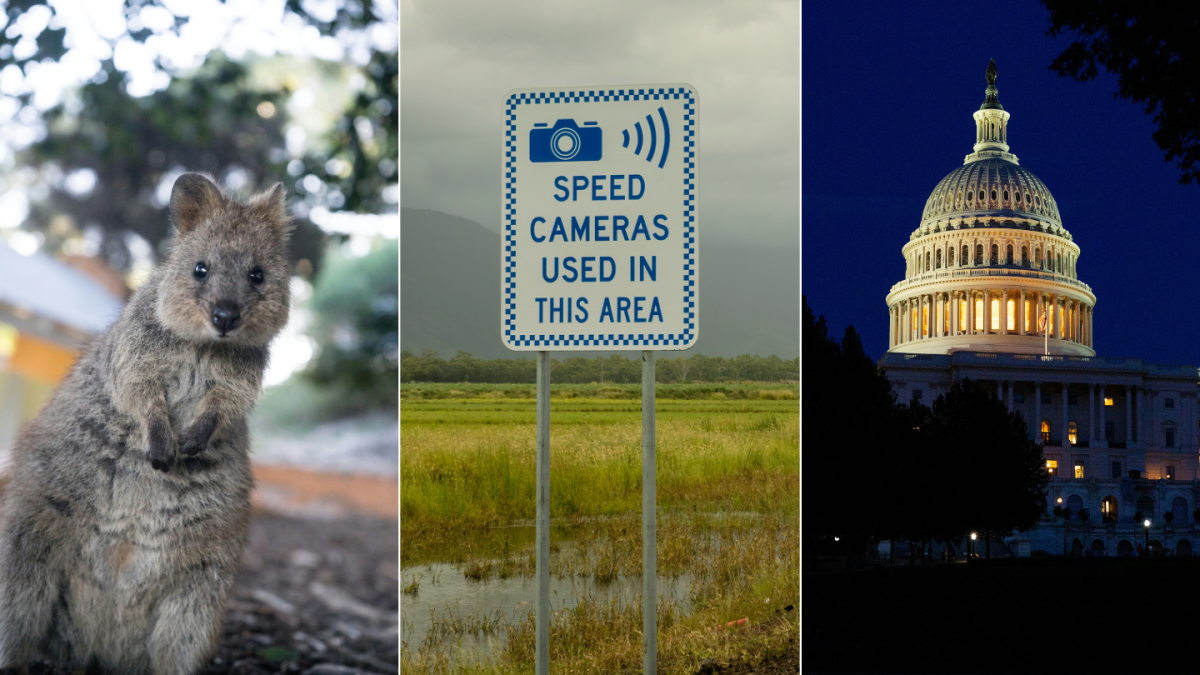 quokka, speed camera sign, US Capitol