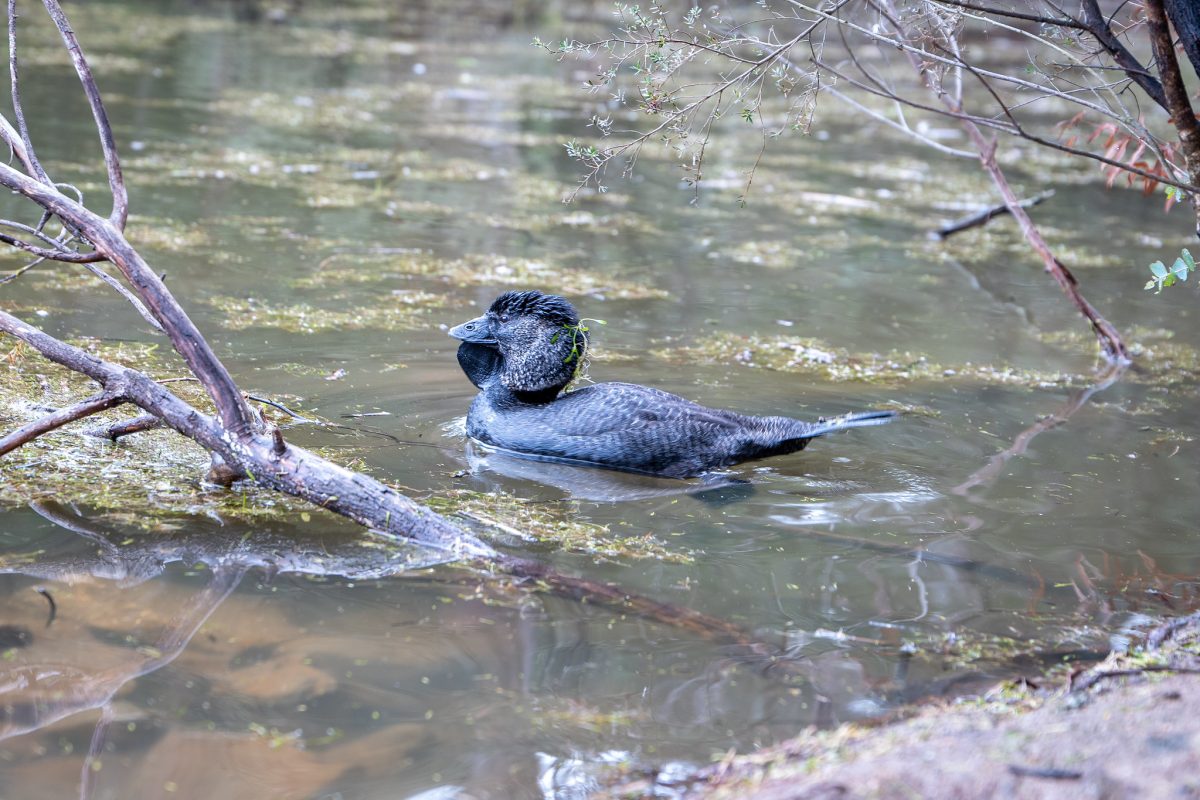 Musk duck