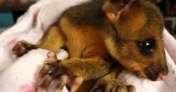 Baby possum falls into the National Zoo's tiger enclosure - and lives to tell the tale