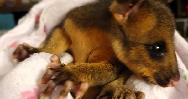 Baby possum falls into the National Zoo's tiger enclosure - and lives to tell the tale
