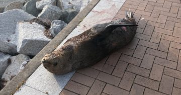 Lucky escape as injured seal seeks refuge in Batemans Bay