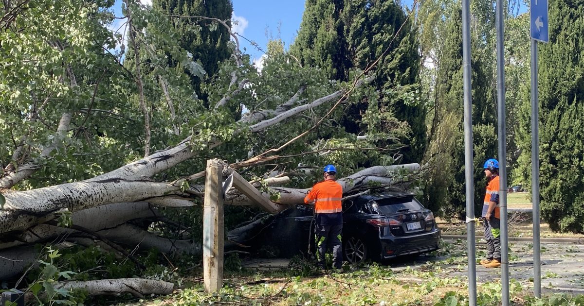 Two drivers have had a lucky escape after a tree fell on top of their vehicles in Kingston on Monday…