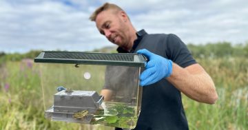 The frog bouncing back into the ACT for the first time in nearly 50 years