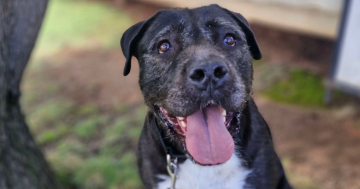 RSPCA ACT’s Pets of the Week: Koko and Souni