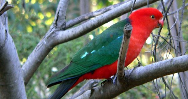 King Parrots are splendid, but not royal