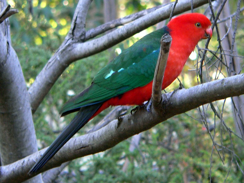 Male King Parrot in a Canberra back yard. I love those pale green flashes in the wings.