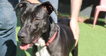 RSPCA ACT’s Pets of the Week: Roxy and Regina