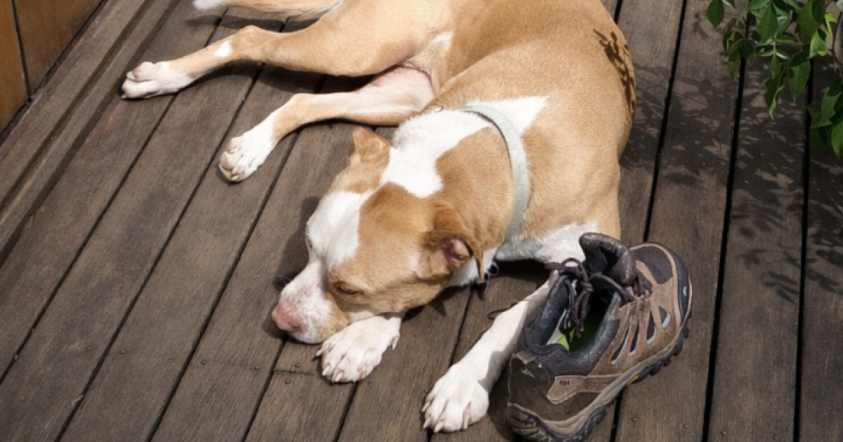 RSPCA ACT’s Pets of the Week: Scooby and Skyla | Region Canberra