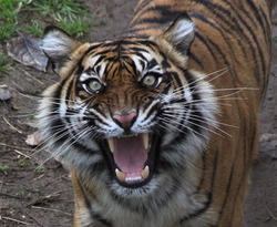 acttiger