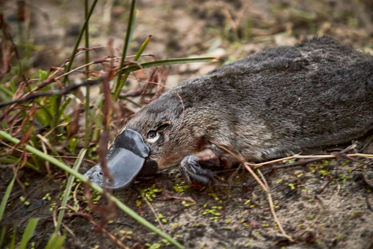 A male platypus makes his way into the Hacking River,