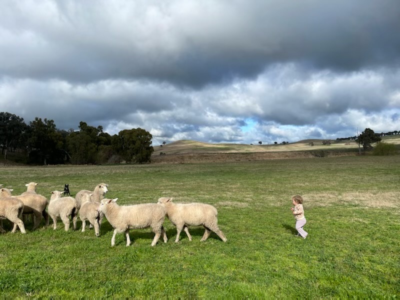 If you've got enough time on your hands, you can always chase some sheep.