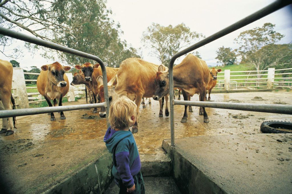Cows