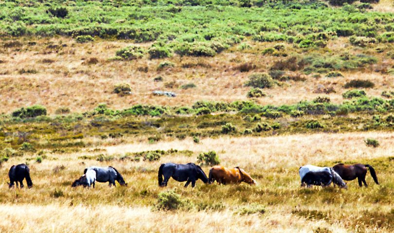 Feral horses are a major threat to the unique environment of the Australian Alps, says ACT Parks and Conservation Services. File photo.